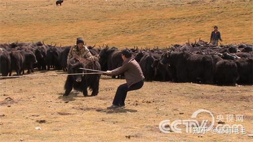 致富经鱼_致富经报道怎样做鱼宴_致富经鱼菜共养