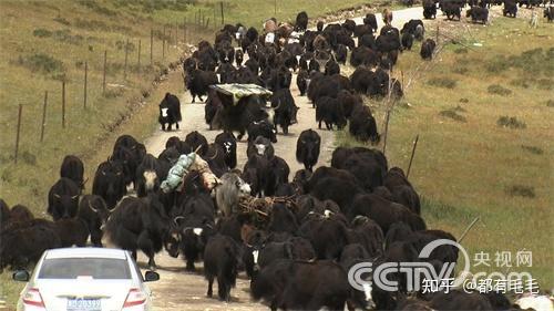 致富经鱼_致富经鱼菜共养_致富经报道怎样做鱼宴