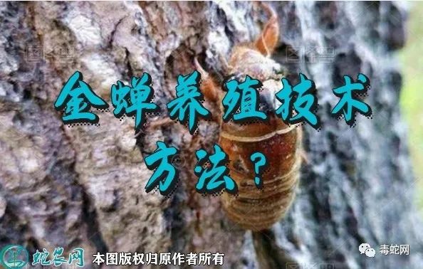 特色美食金蝉养殖技术方法？