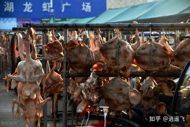 农民致富种植项目_农夫种植致富项目_致富农夫种植项目是什么