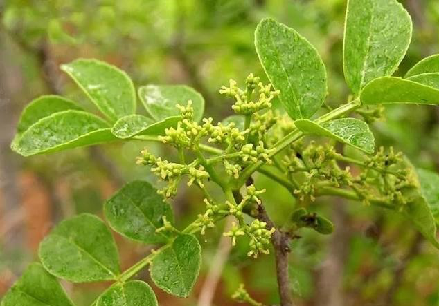 花椒种植技术和管理方法_花椒种植技术视频_花椒种植技术