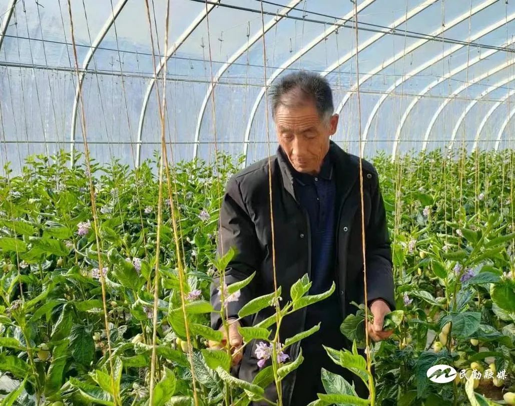 致富种植视频全集_致富梦想种植_致富好项目种植