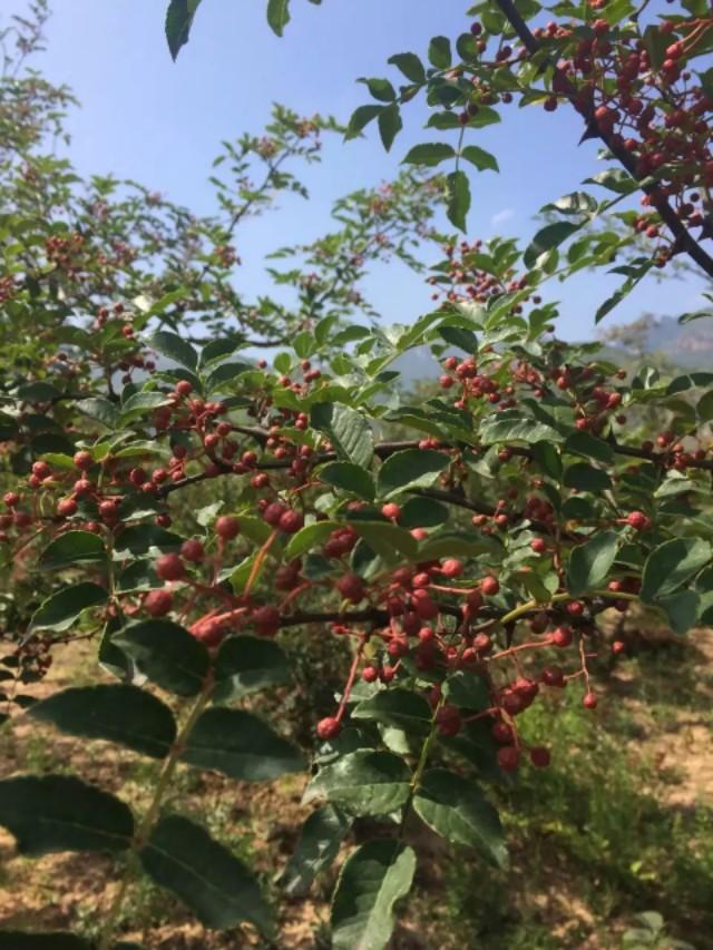 花椒树的种植方法