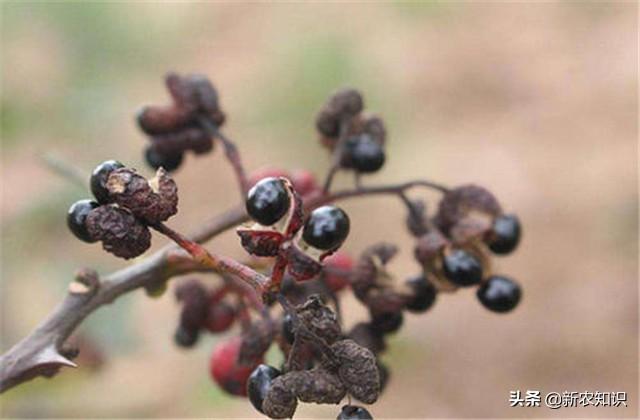 花椒种植技术视频_花椒种植技术_花椒种植技术及管理