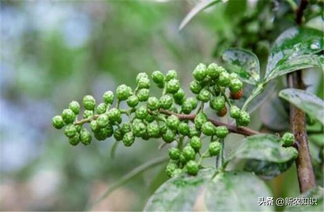 花椒种植技术视频_花椒种植技术_花椒种植技术及管理