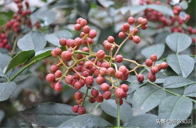 花椒种植技术及管理_花椒种植技术_花椒种植技术视频