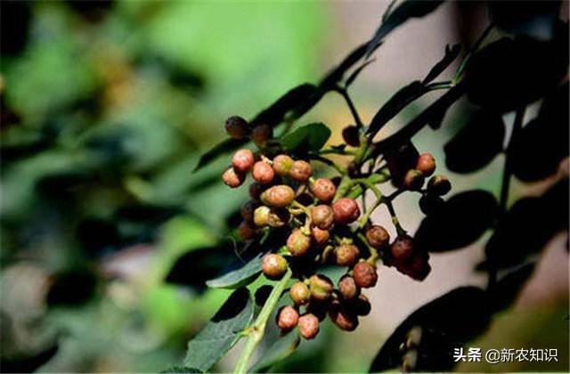 花椒种植技术及管理_花椒种植技术视频_花椒种植技术