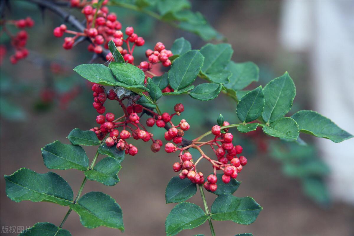 花椒种植技术_花椒种植技术和管理方法_花椒种植技术大全