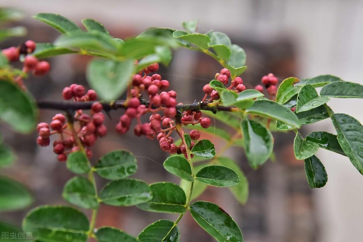 花椒种植技术和管理方法_花椒种植技术_花椒种植技术大全