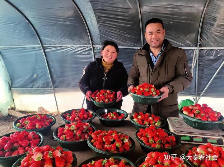 致富养殖草莓项目有哪些_草莓养殖致富项目_草莓养殖利润