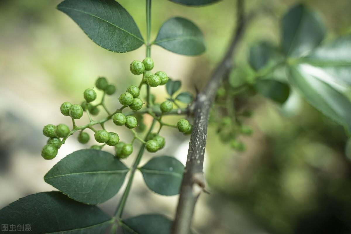 花椒种植技术和管理方法_花椒种植技术_花椒种植技术及管理