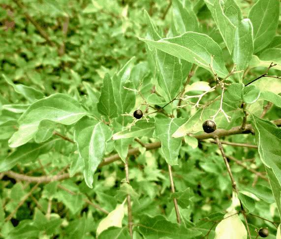 农村的这种植物，被称为“致富叶”，亩产值可以达到1.5万