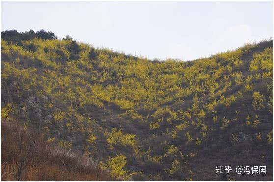 河北农村种植什么最赚钱_致富河北种植农民视频_河北农民种植致富