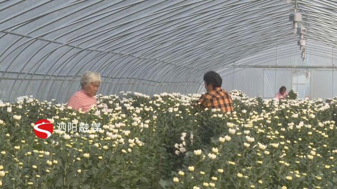 种植榆耳致富新闻报道_种植榆耳致富新闻报道_种植榆耳致富新闻报道