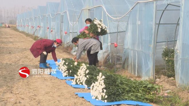 种植榆耳致富新闻报道_种植榆耳致富新闻报道_种植榆耳致富新闻报道