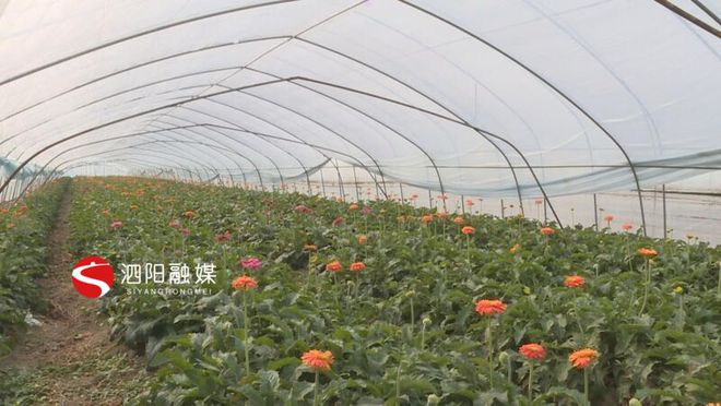 种植榆耳致富新闻报道_种植榆耳致富新闻报道_种植榆耳致富新闻报道