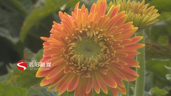 种植榆耳致富新闻报道_种植榆耳致富新闻报道_种植榆耳致富新闻报道