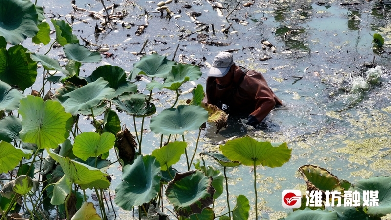 致富经莲藕种植视频_种植莲藕赚钱吗_视频致富种植莲藕真的假的