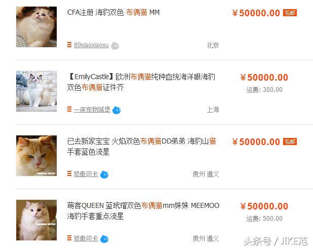 分享一个众筹养殖宠物猫的赚钱思路