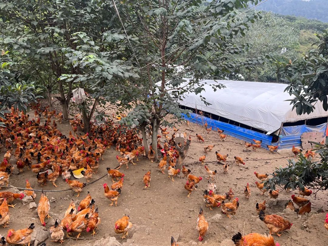 种植致富新项目_特色科研种植致富_致富科研基地在哪里