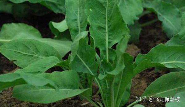 沉香幼种植技术_沉香幼苗种植培育_沉香幼苗