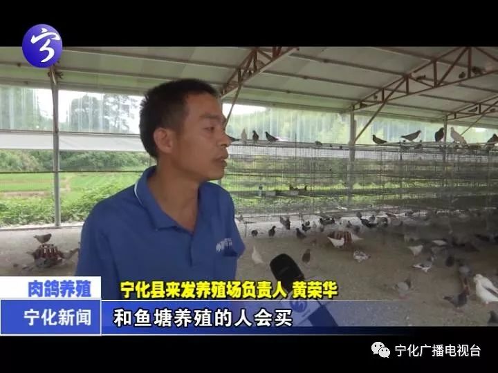 肉鸽养殖致富方法_致富经肉鸽养殖创业_致富经肉鸽养殖技术视频