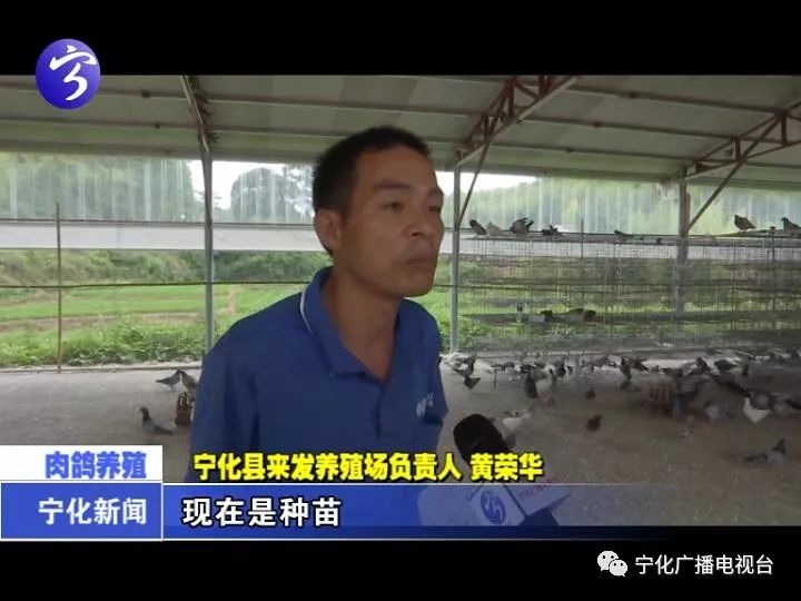 致富经肉鸽养殖技术视频_致富经肉鸽养殖创业_肉鸽养殖致富方法