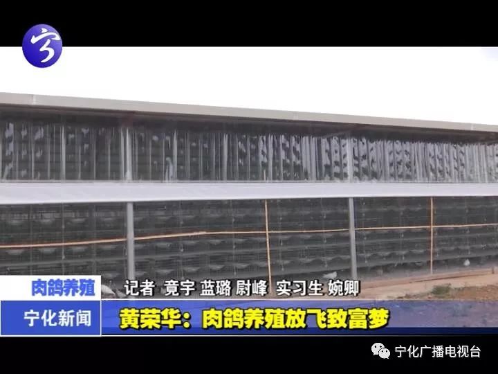 肉鸽养殖致富方法_致富经肉鸽养殖技术视频_致富经肉鸽养殖创业