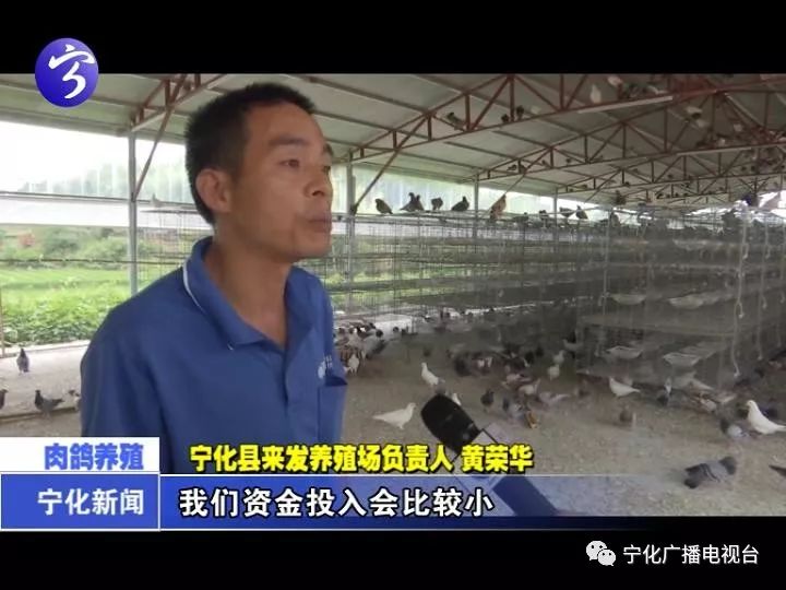 致富经肉鸽养殖技术视频_致富经肉鸽养殖创业_肉鸽养殖致富方法