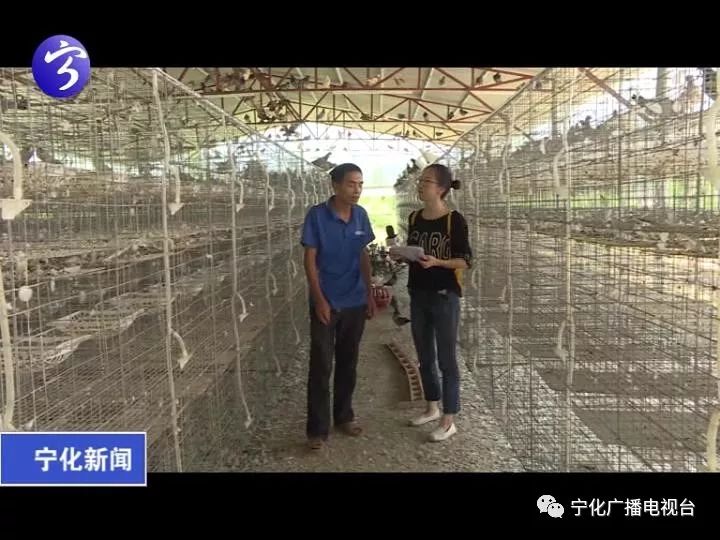 致富经肉鸽养殖技术视频_肉鸽养殖致富方法_致富经肉鸽养殖创业