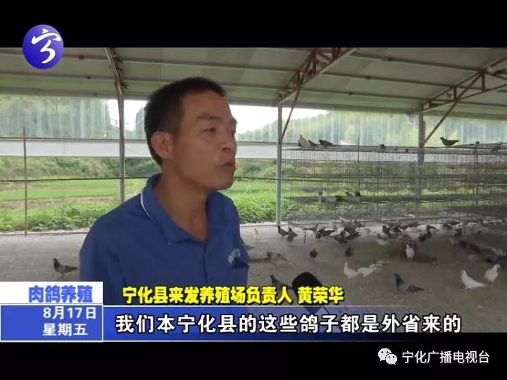 肉鸽养殖致富方法_致富经肉鸽养殖技术视频_致富经肉鸽养殖创业