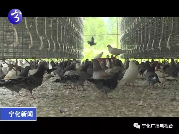 致富经肉鸽养殖技术视频_肉鸽养殖致富方法_致富经肉鸽养殖创业