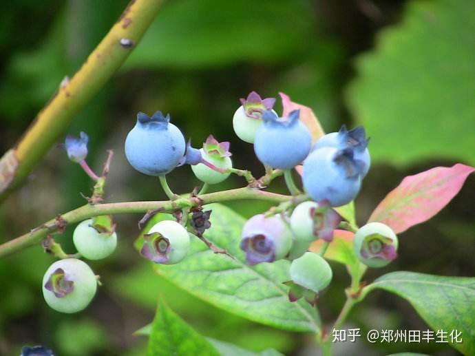 怎么种植蓝莓树苗？蓝莓树苗的种植方法介绍