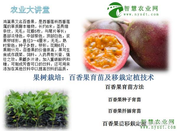 果树栽培：百香果育苗及移栽定植技术