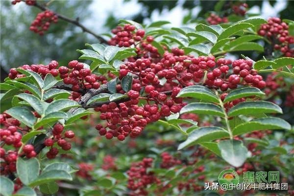 种花椒树的禁忌有哪些？花椒种植管理要点