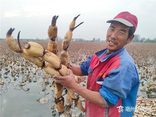 致富经高产藕种植视频_种植莲藕赚钱吗_致富经莲藕种植视频