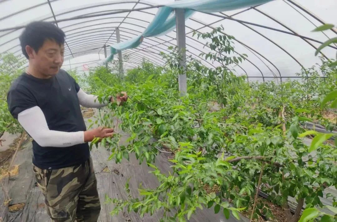 甘肃大棚厂家_甘肃种植大棚致富_甘肃省大棚种植基地