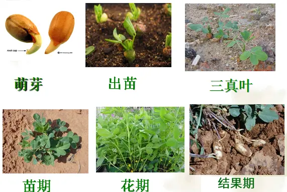 【全丰生物】花生的种植技术及管理