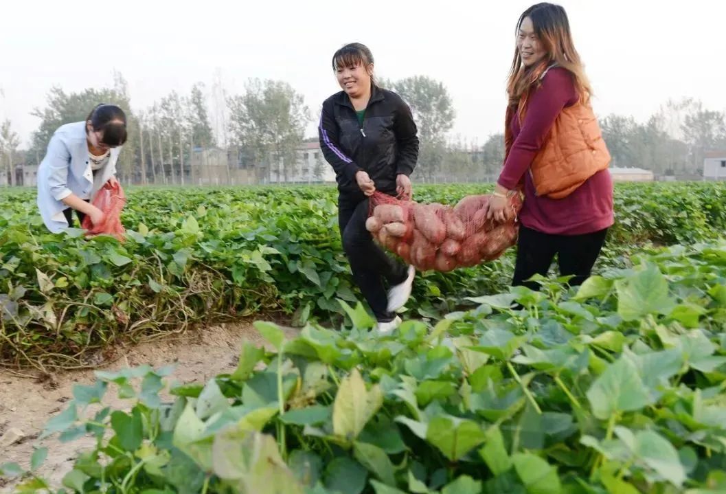 实现红薯高产多收并不难，种植管理技巧一定要掌握好