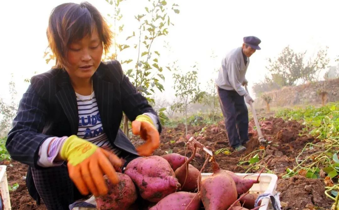 红薯种植高产管理技术视频_红薯种植技术视频播放_红薯高产种植法