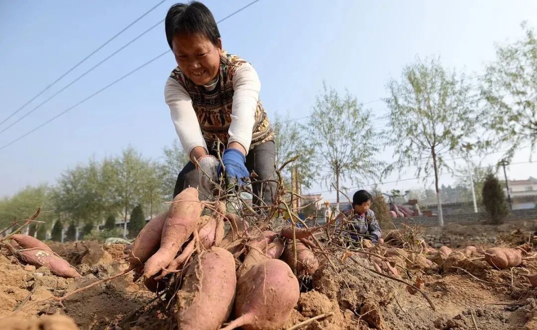 红薯高产种植法_红薯种植技术视频播放_红薯种植高产管理技术视频