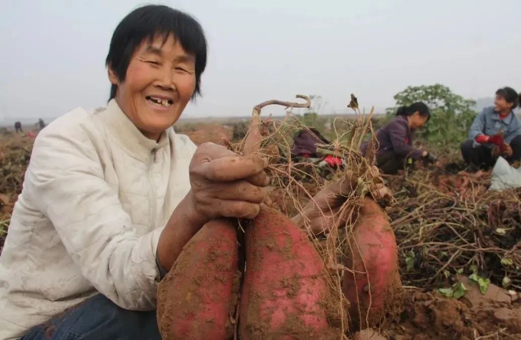 红薯高产种植法_红薯种植高产管理技术视频_红薯种植技术视频播放