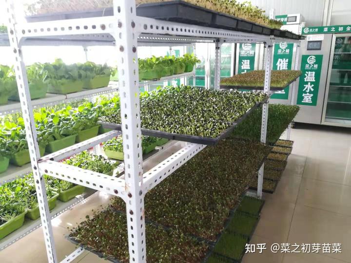 沉香幼种植技术_沉香幼苗种植培育_沉香幼苗有几种品种