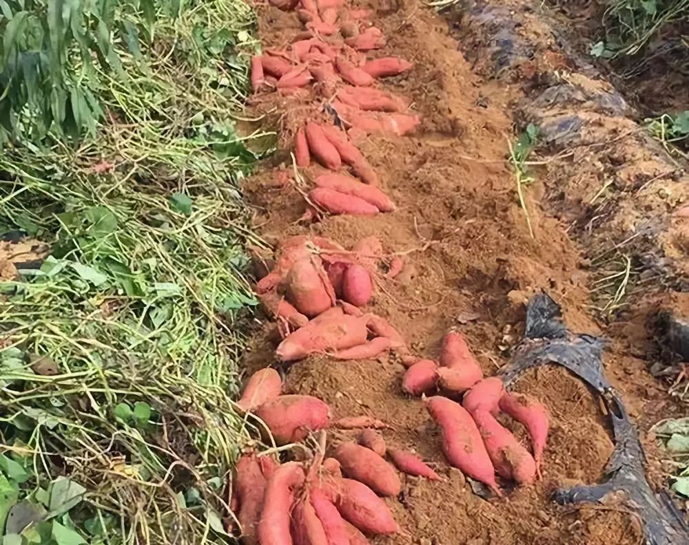 红薯高产栽培技术视频_红薯种植高产管理技术视频_红薯高产栽培新技术视频