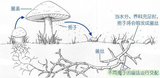 松树伞蘑菇种植技术_蘑菇种植技术和栽培方法_磨菇种植技术