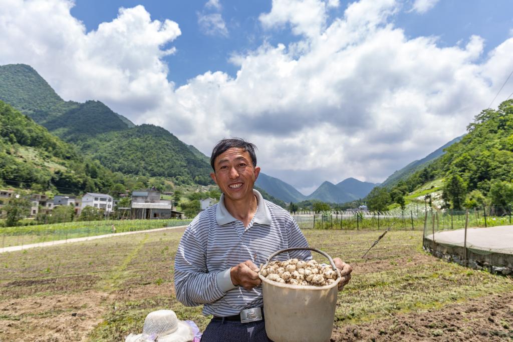 红薯致富经致富经视频_致富薯种植_致富经种植亩收入过万