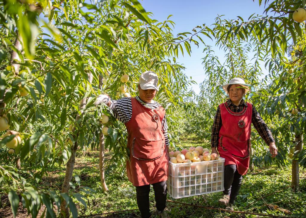 致富经种植亩收入过万_致富薯种植_红薯致富经致富经视频