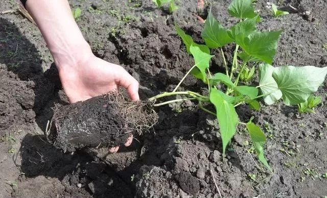 薯农种植春红薯的技术要点，轻松管理就高产