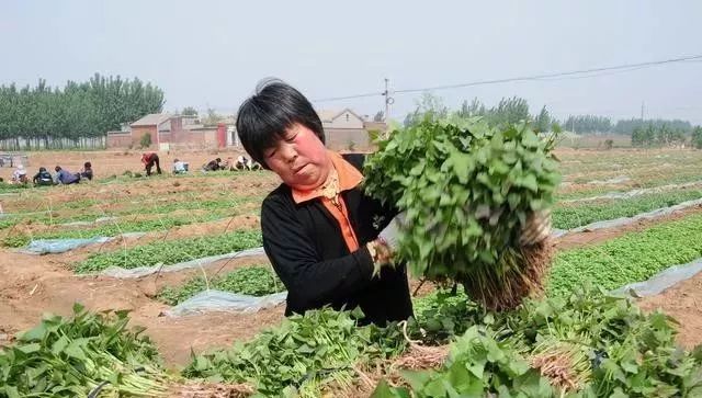 红薯种植高产管理技术视频_红薯高产种植法_红薯高产栽培技术视频