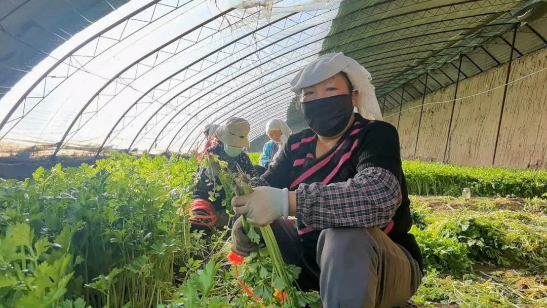 视频致富养殖大棚怎么做_致富经之大棚养殖视频_建养殖大棚视频